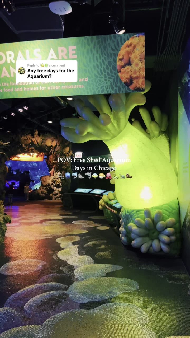 Video review of Shedd Aquarium