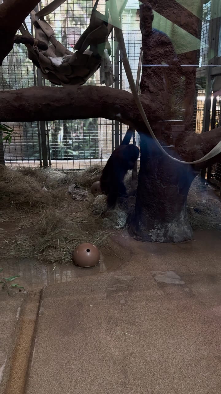 Video review of Great Ape House