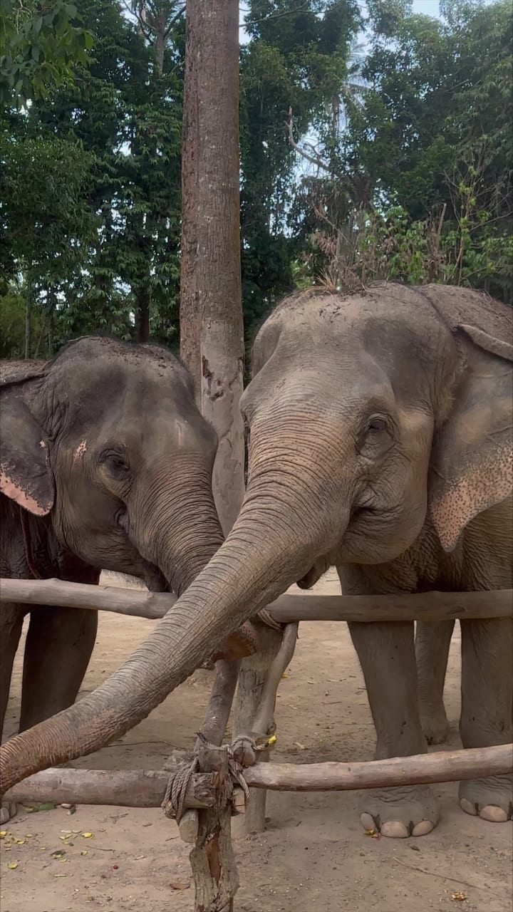 Elephant jungle sanctuary, samui