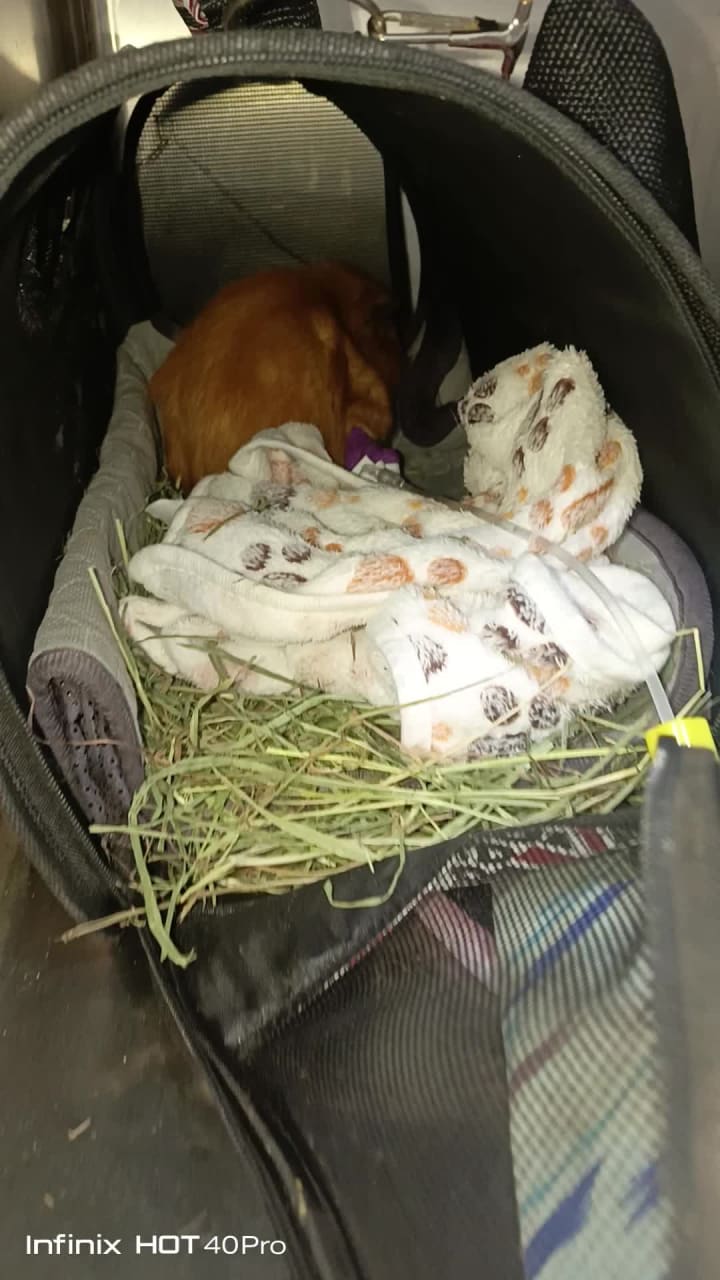 Gph Veterinary Clinic