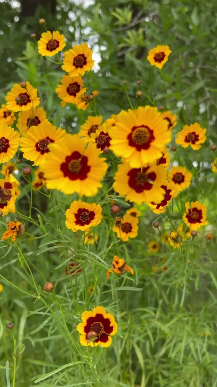 Video review of Memorial Park Conservancy