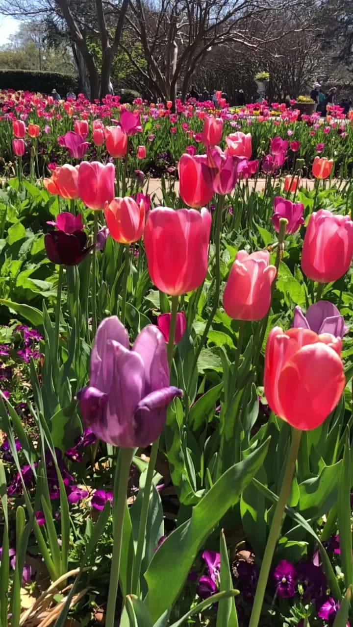 Video review of Dallas Arboretum and Botanical Garden