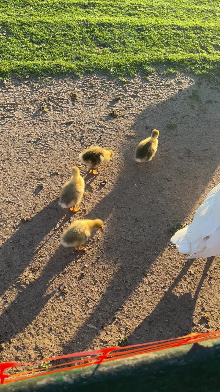 Rose Garden (El Rosedal)