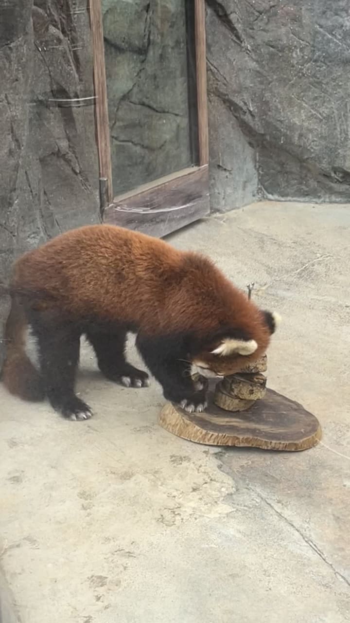 Video review of Panda Village (熊貓山莊)