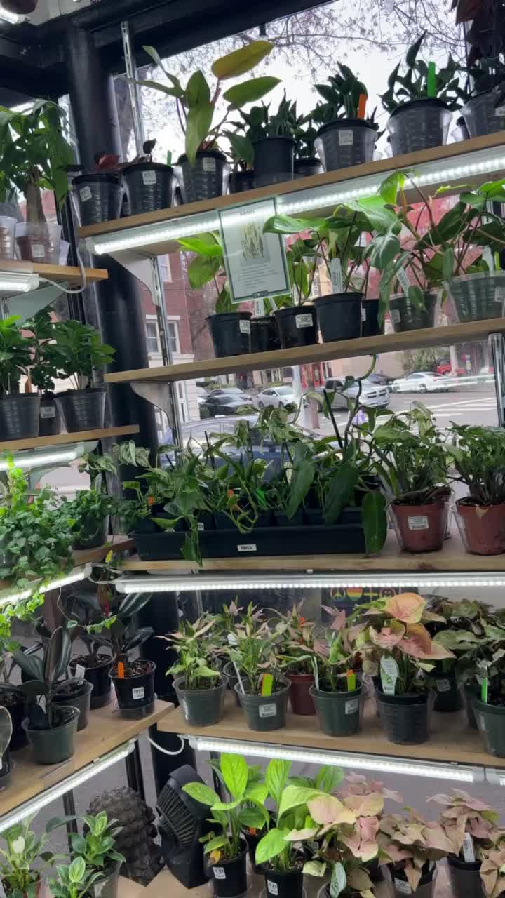 Video review of Simply Desserts