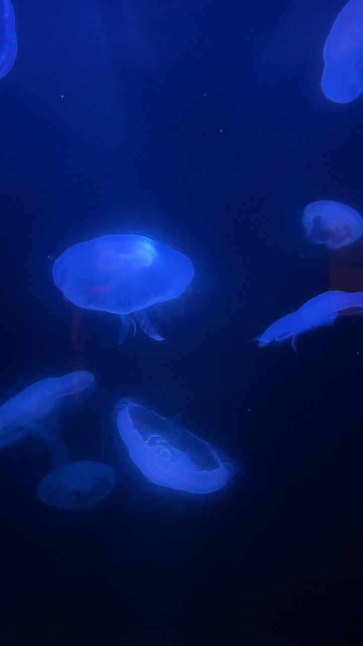 Fort Fisher State Recreation Area