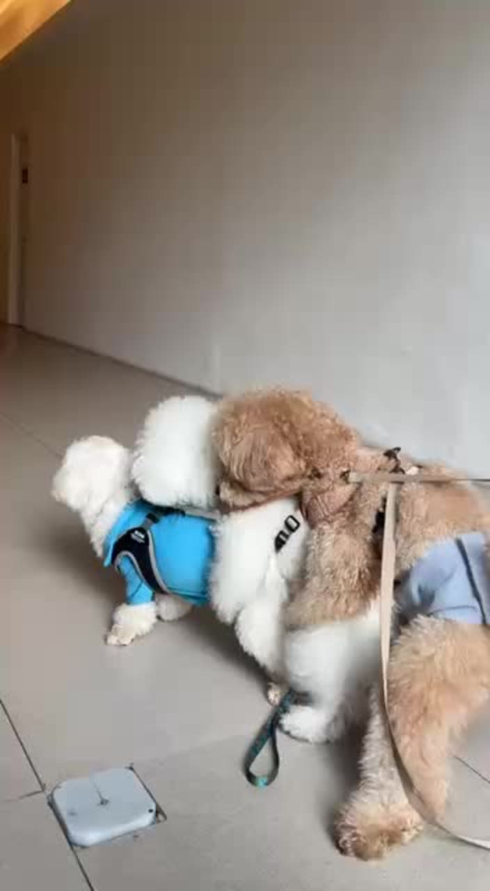 Video review of Mitsukoshi BGC