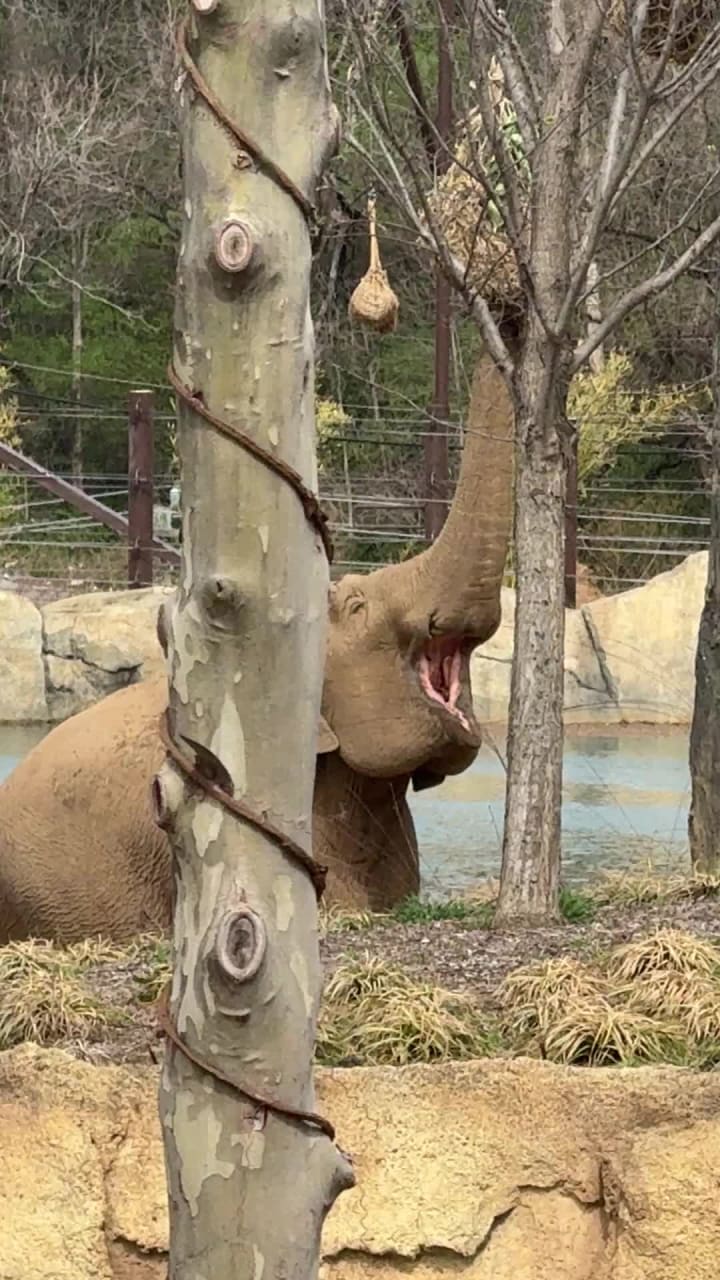 Video review of Otto M Budig Manatee Springs