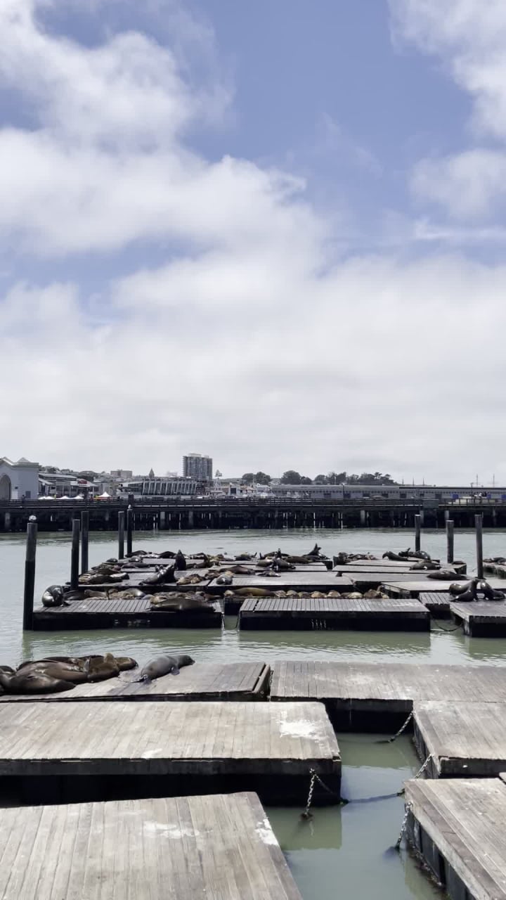 Video review of Sea Lions