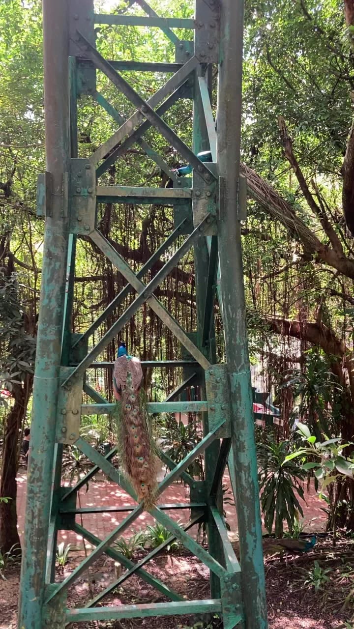 Video review of Kuala Lumpur Bird Park