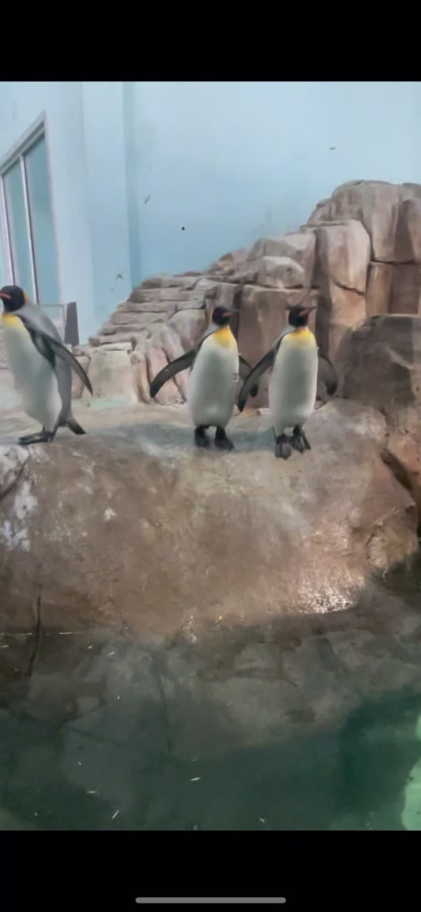 Video review of Biodôme de Montréal