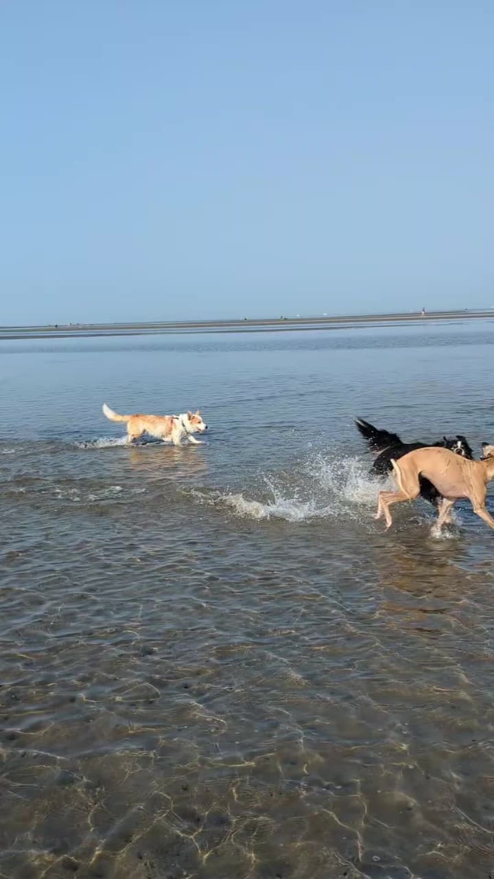 Video review of Kitsilano Beach