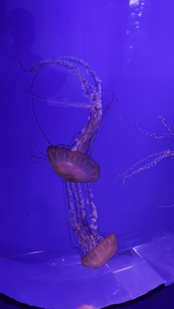 Video review of SEA LIFE Bangkok Ocean World (ซีไลฟ์ แบงคอก โอเชี่ยน เวิลด์)