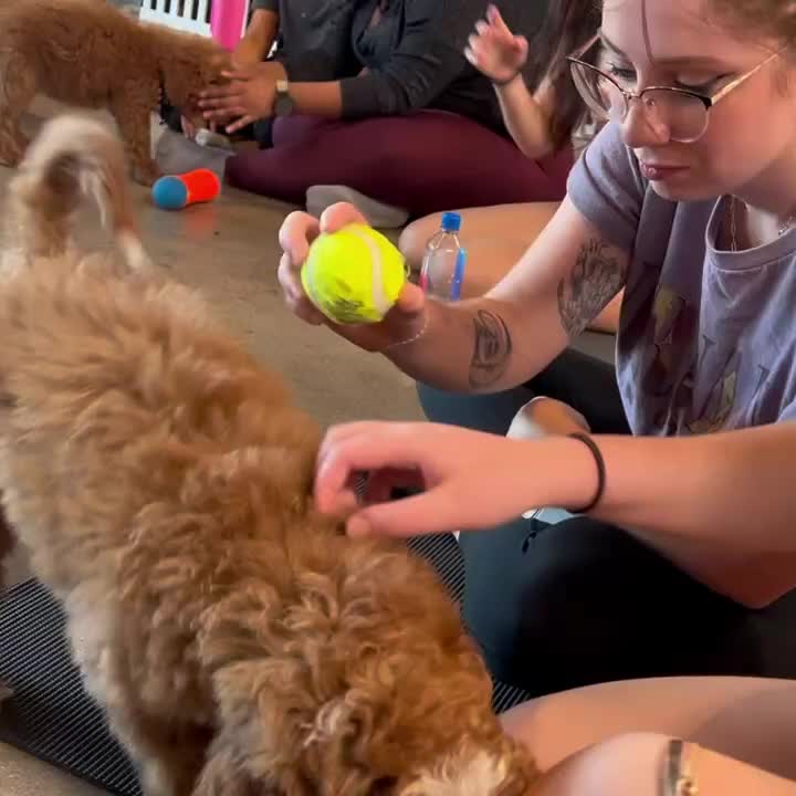 Puppy Yoga Club