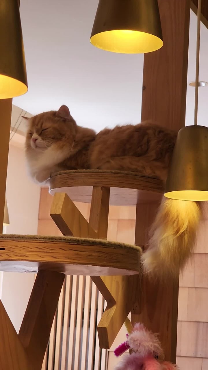 Cat cafe MoCHA (猫カフェ MOCHA)