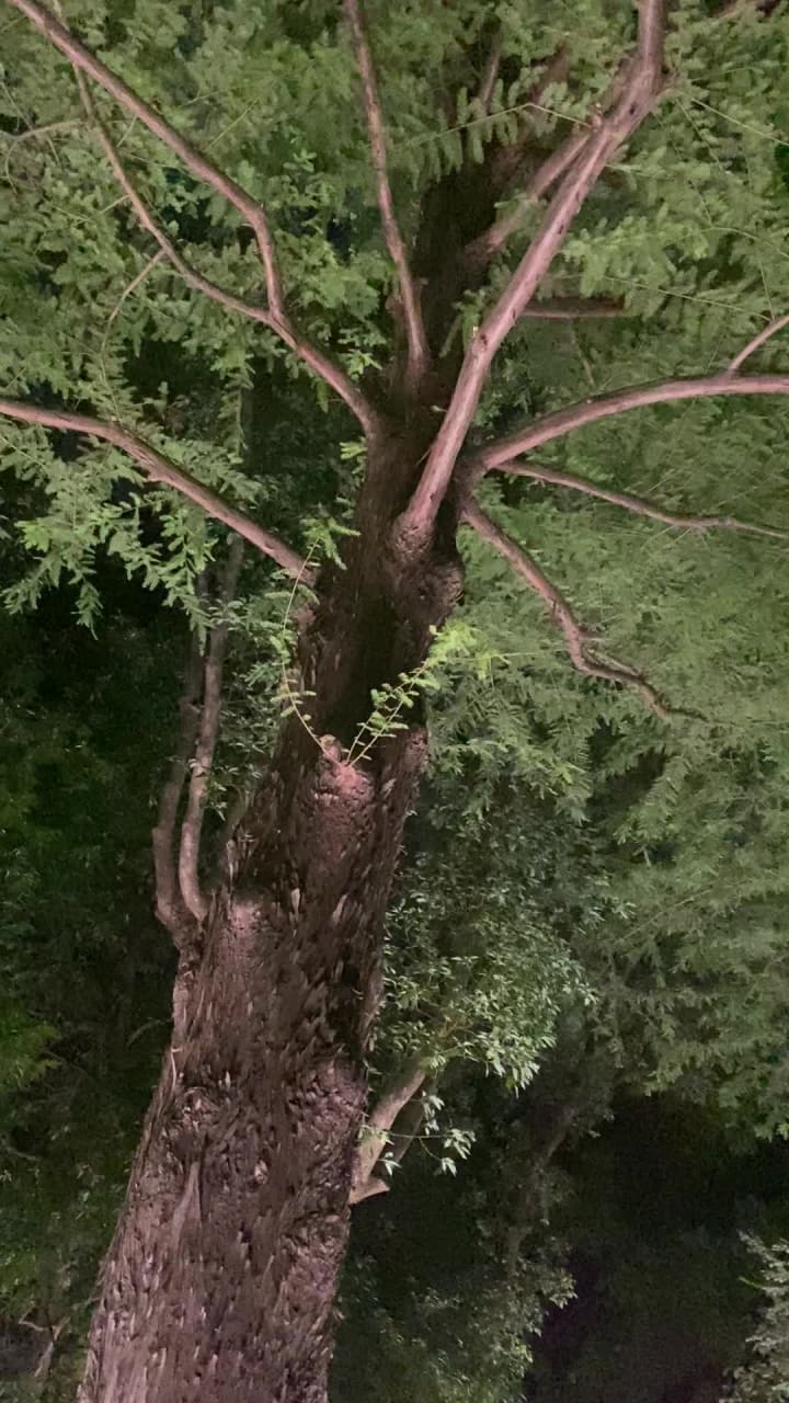 teamLab Botanical Garden Osaka