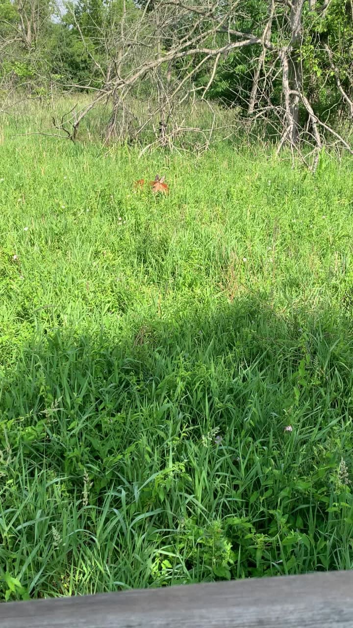 Jack Darling Memorial Park