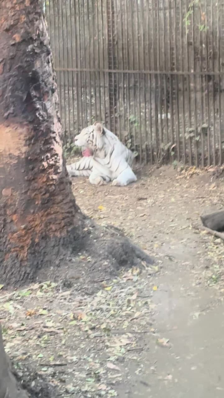 Zoológico de Chapultepec