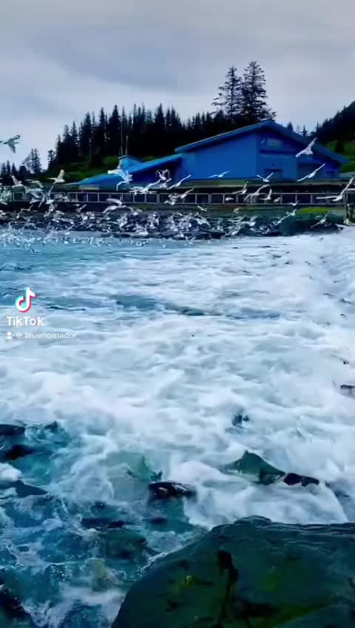 Solomon Gultch Hatchery