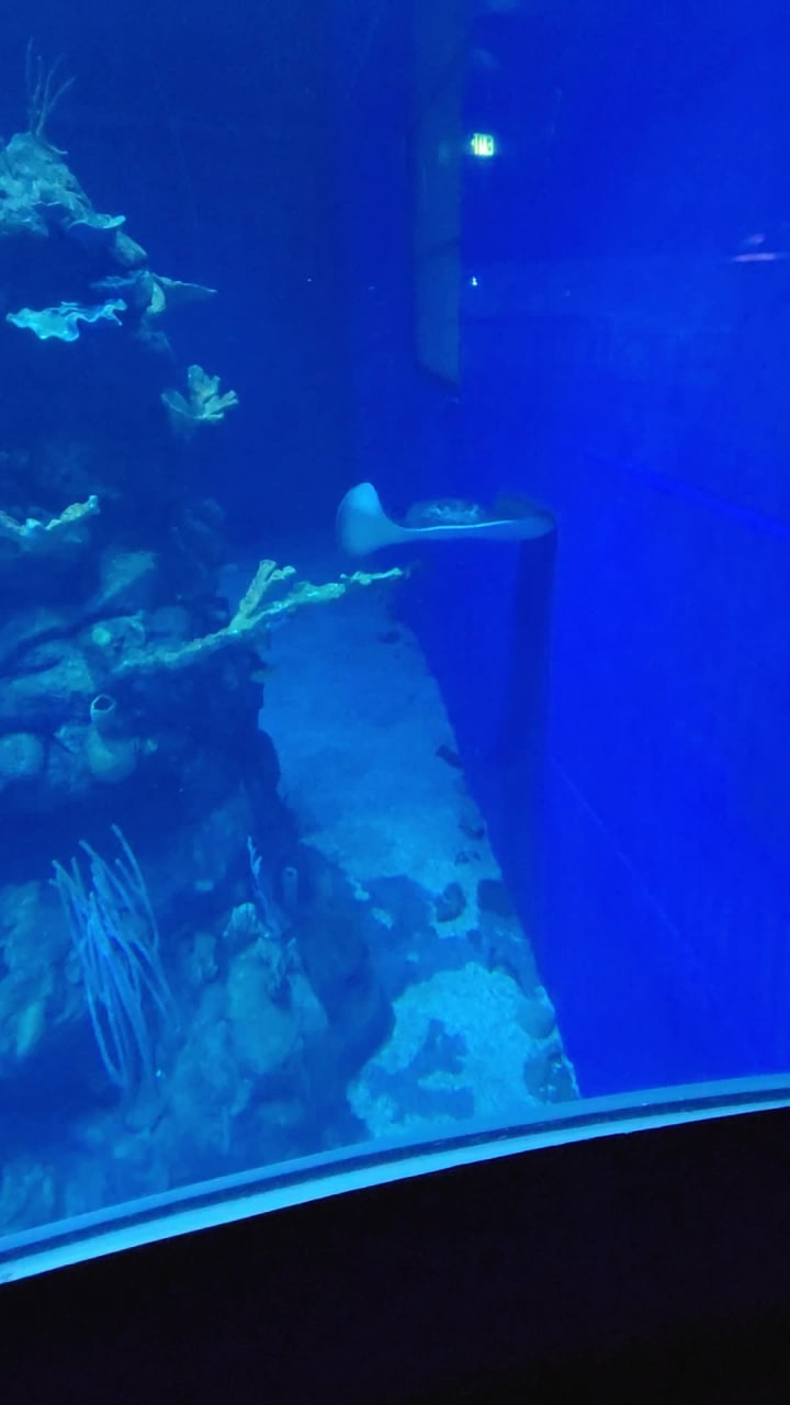 Video review of The Seas with Nemo & Friends