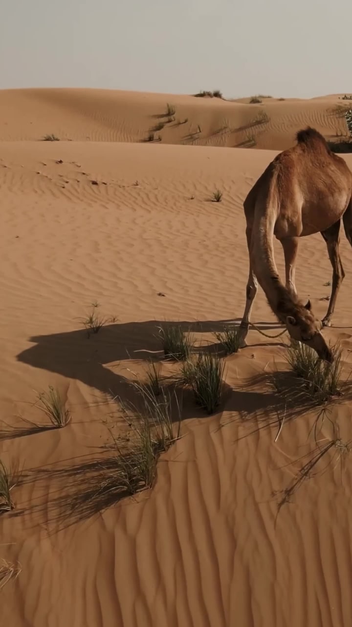 The Royal Atlantis Infinity Pool