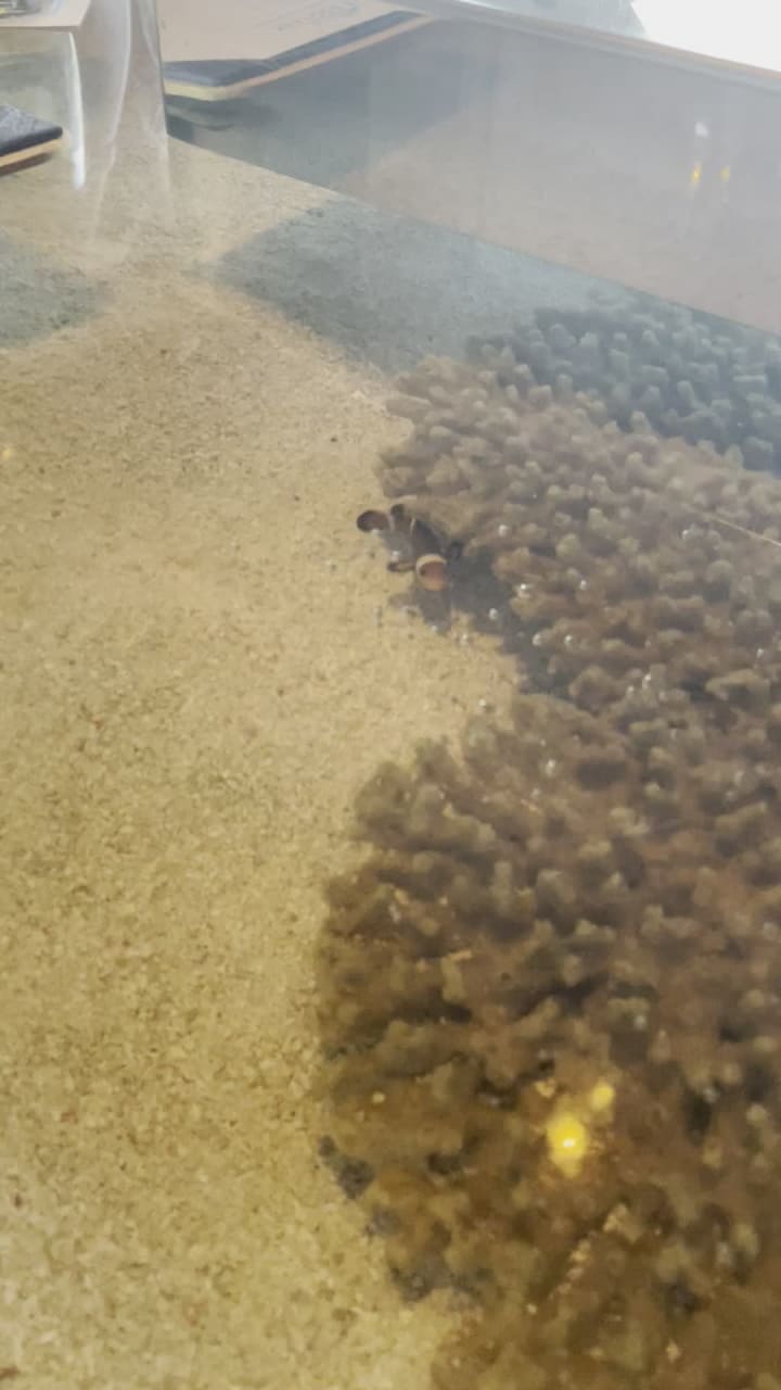 Video review of Seafood Bar