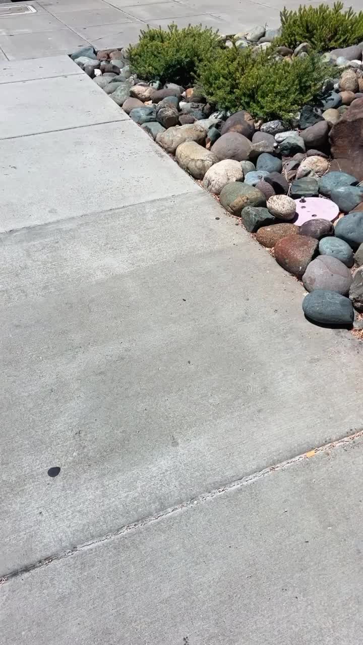 Video review of In-N-Out Burger