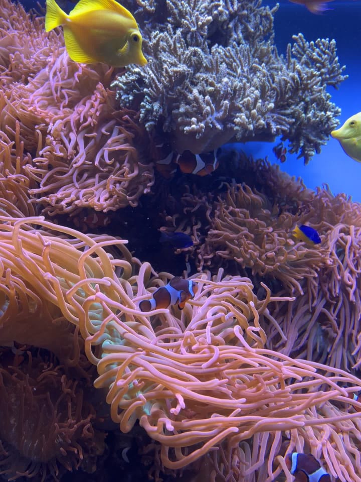Monterey Bay Aquarium