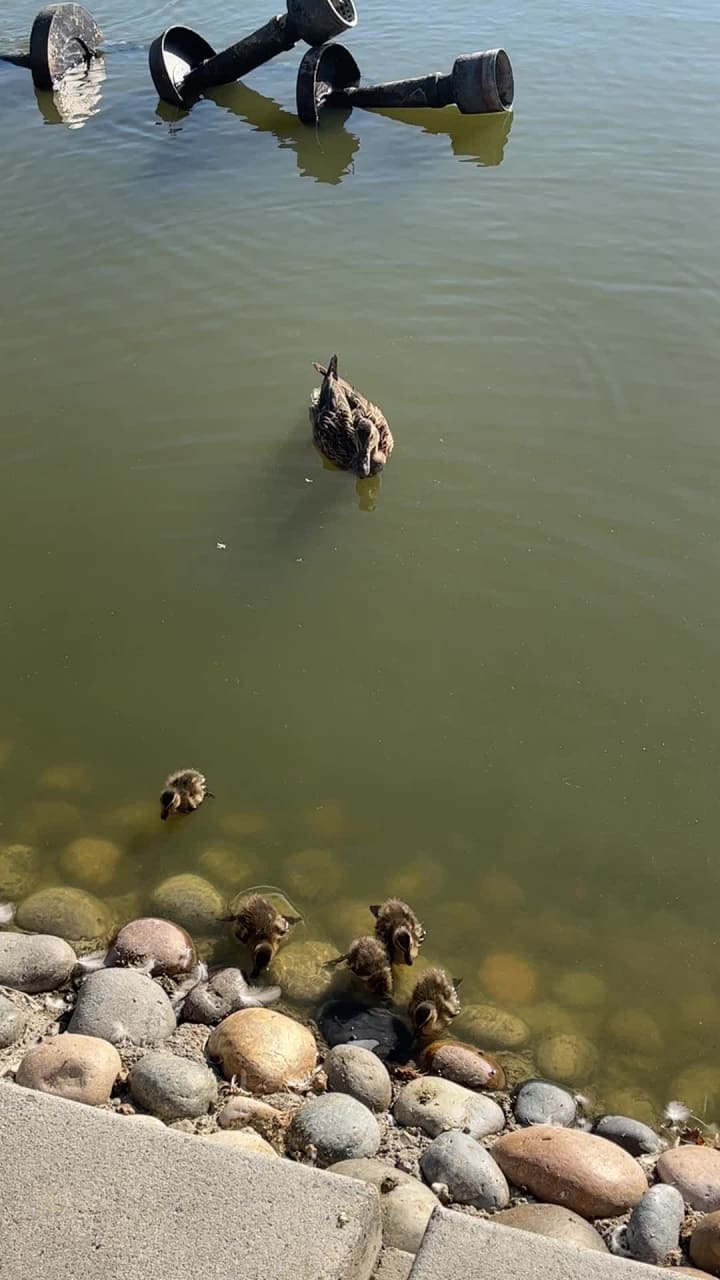 Video review of Central Park