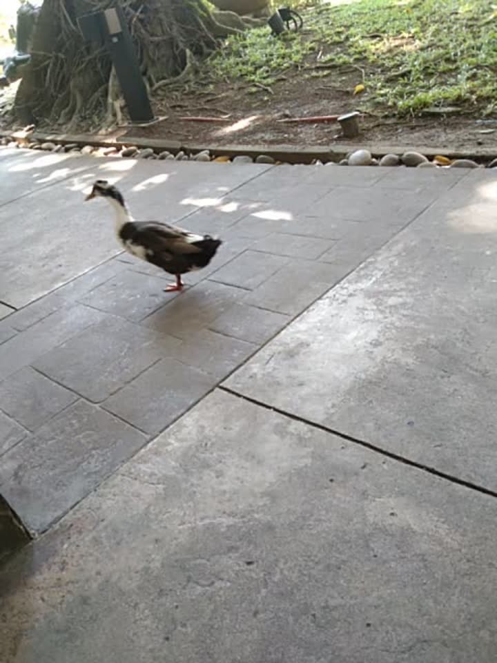 Greenbelt (Ayala Center)