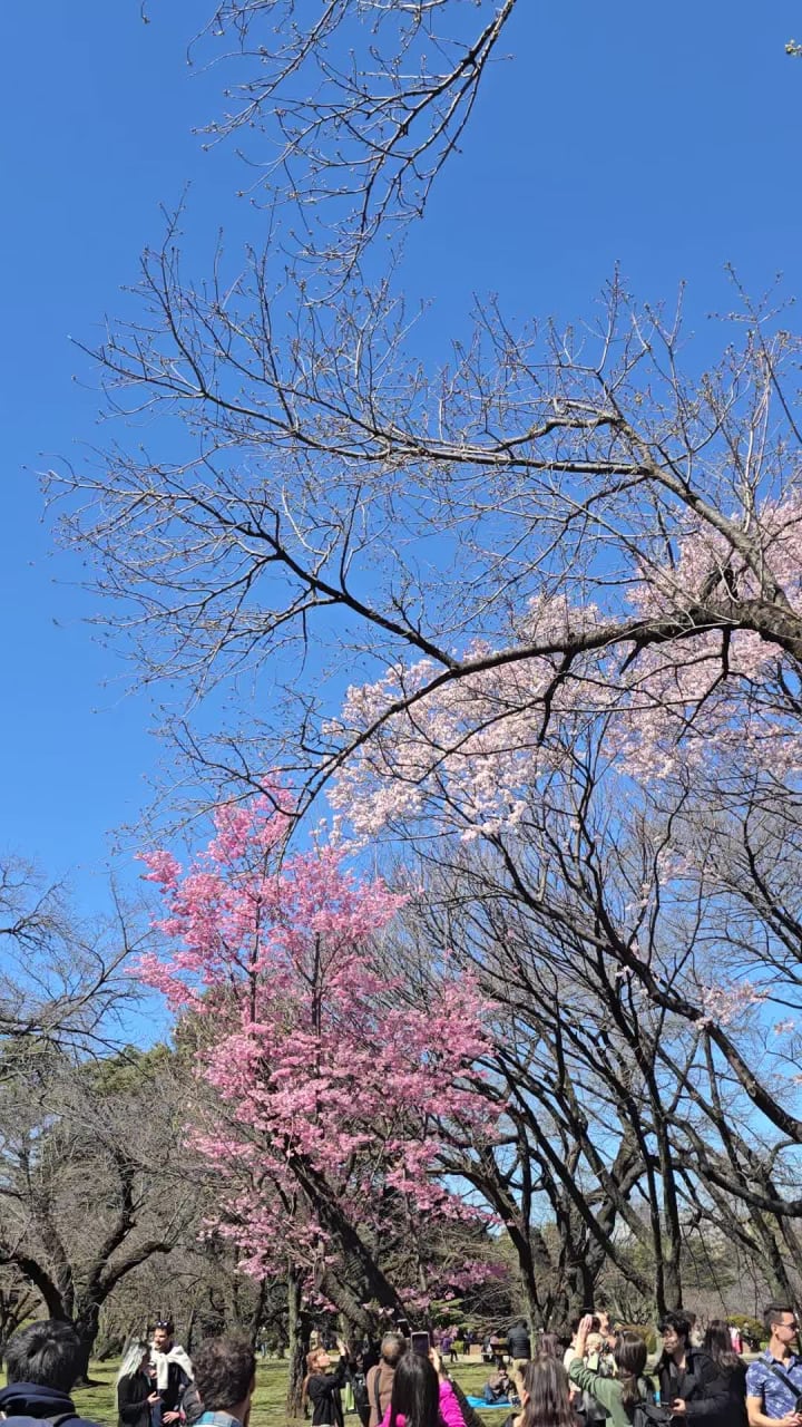 Video review of Shinjuku Gyoen (新宿御苑)