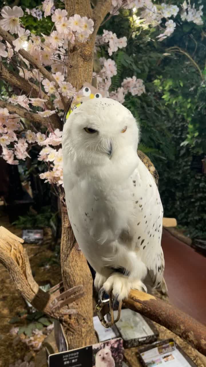 Kyoto Owl's Forest (京都のフクロウの森)