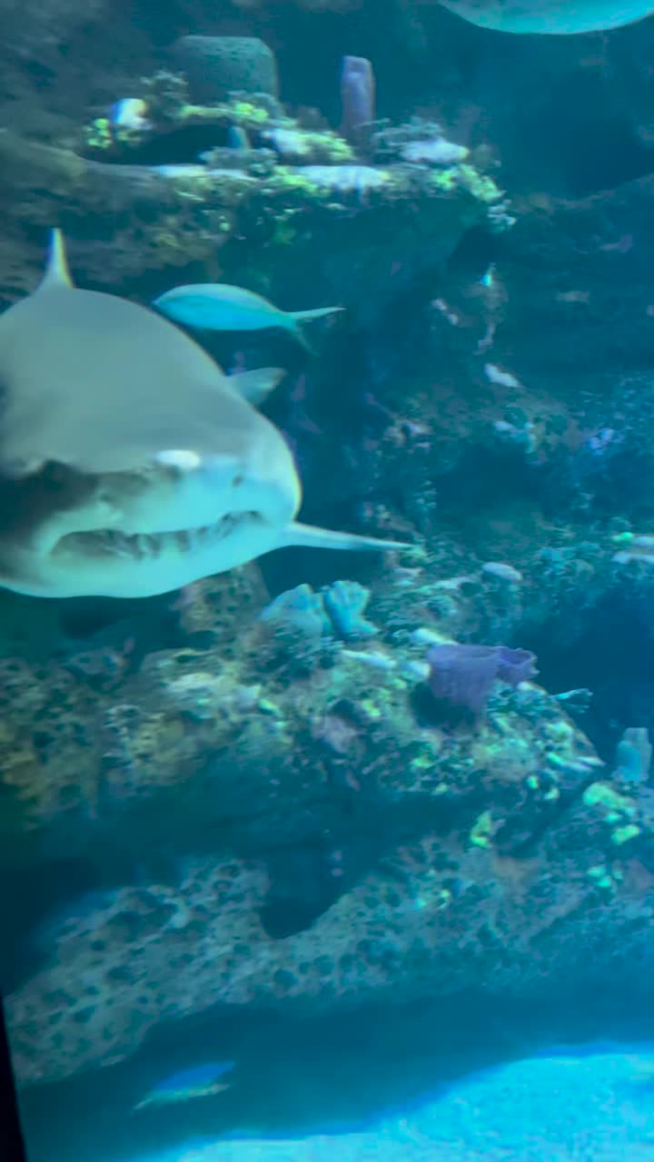 Video review of North Carolina Aquarium at Fort Fisher