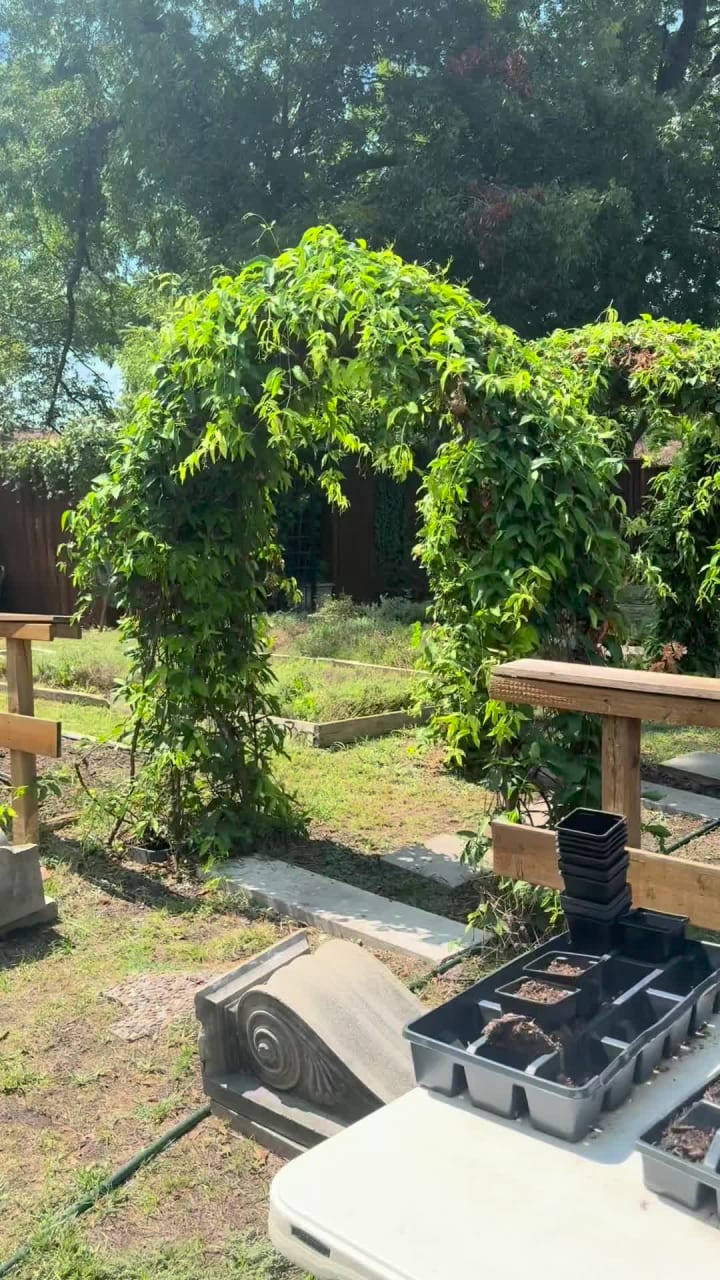 Video review of Garden Cafe