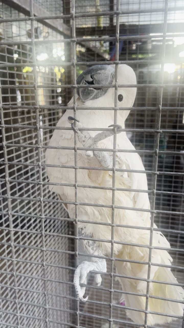 Video review of The Perch Pub & Brewery