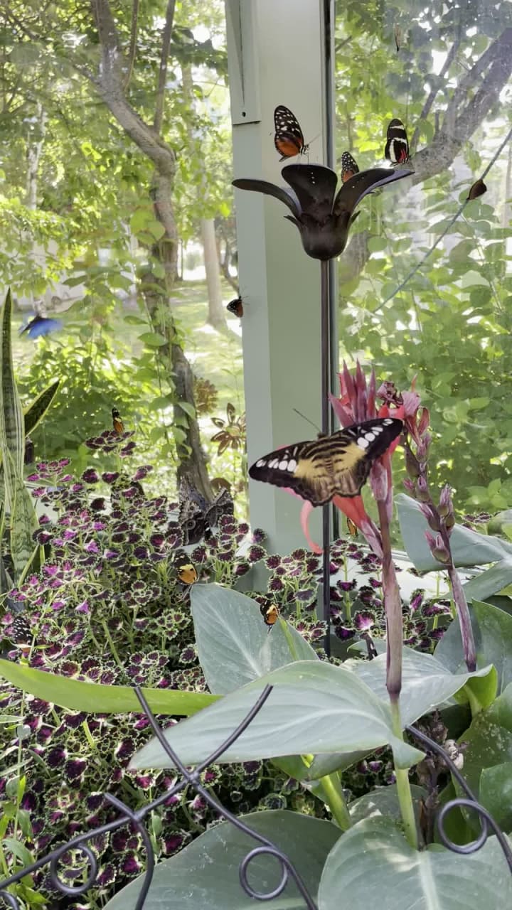 Butterfly House