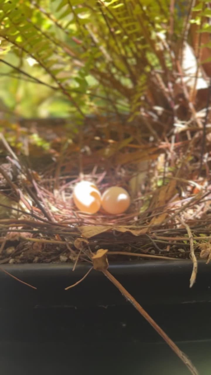 Video review of Tai Wu