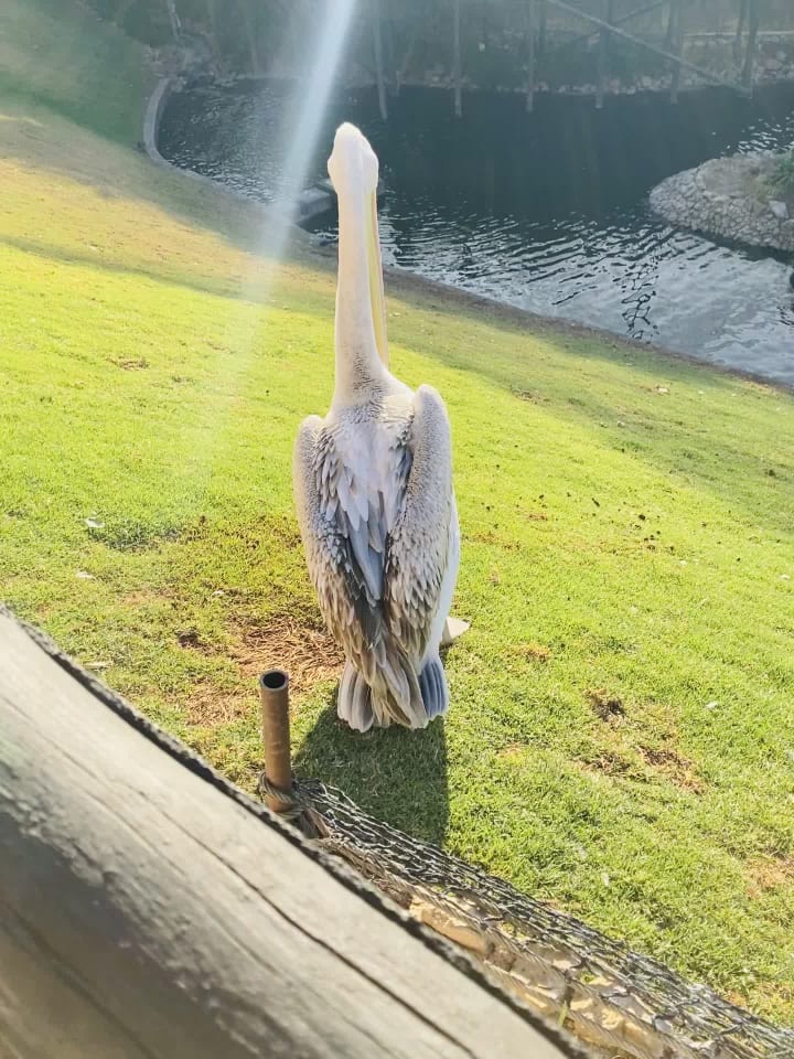 Montecasino Bird Gardens