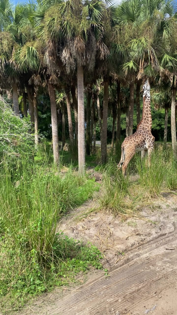 Animal Kingdom Safari Ride