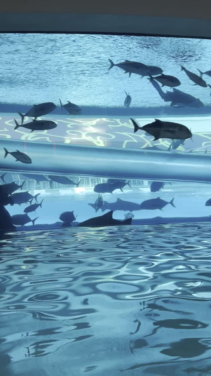 Video review of Golden Nugget Hotel & Casino