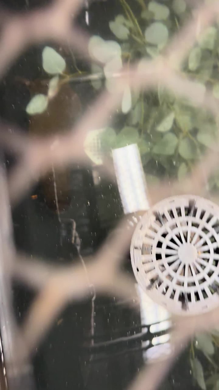 San Diego Zoo Safari Park