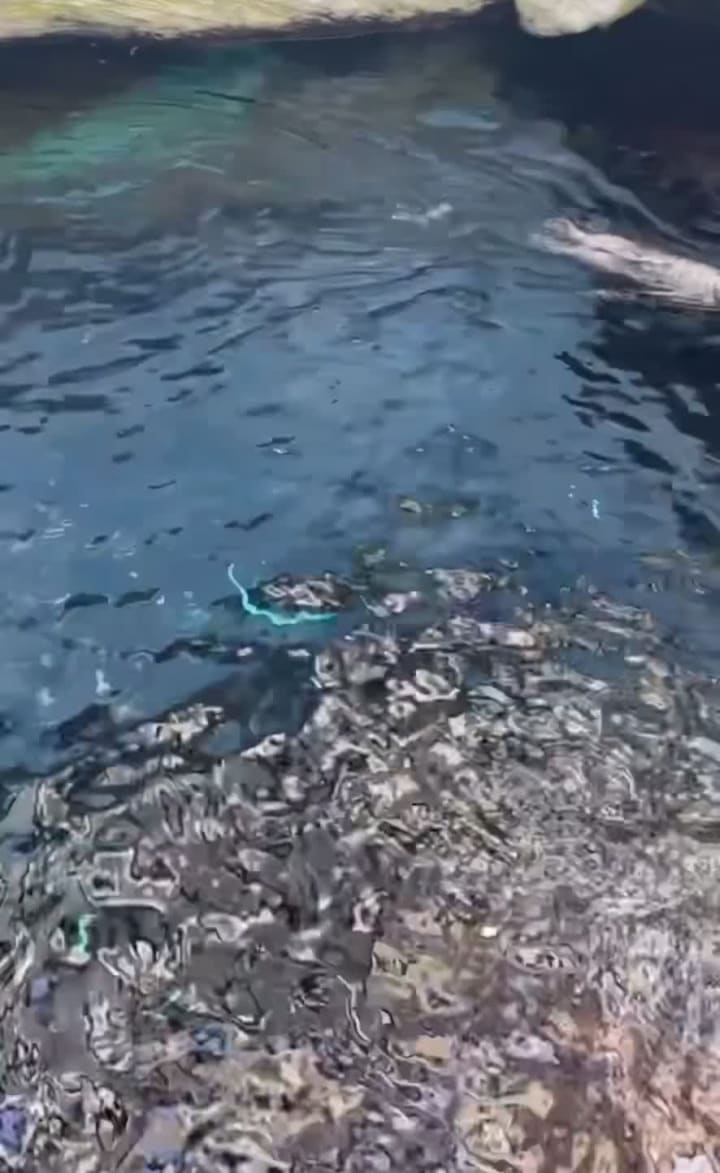 Video review of Aquarium de la Mer