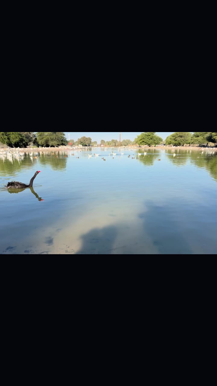 Al Qudra Desert Camping