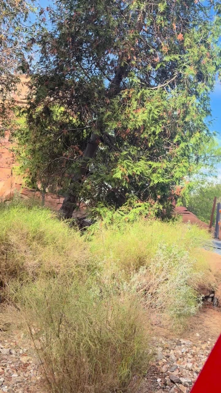 Video review of Flo's V8 Cafe