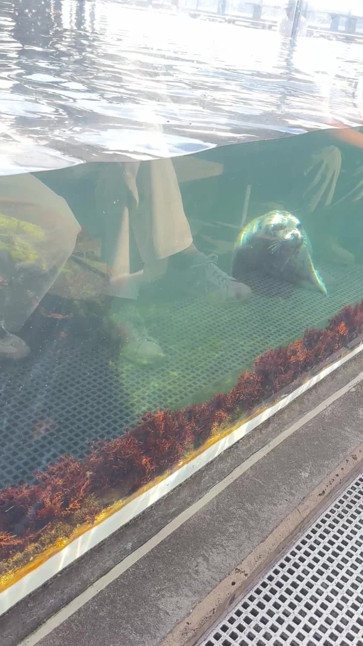 Video review of Seattle Aquarium