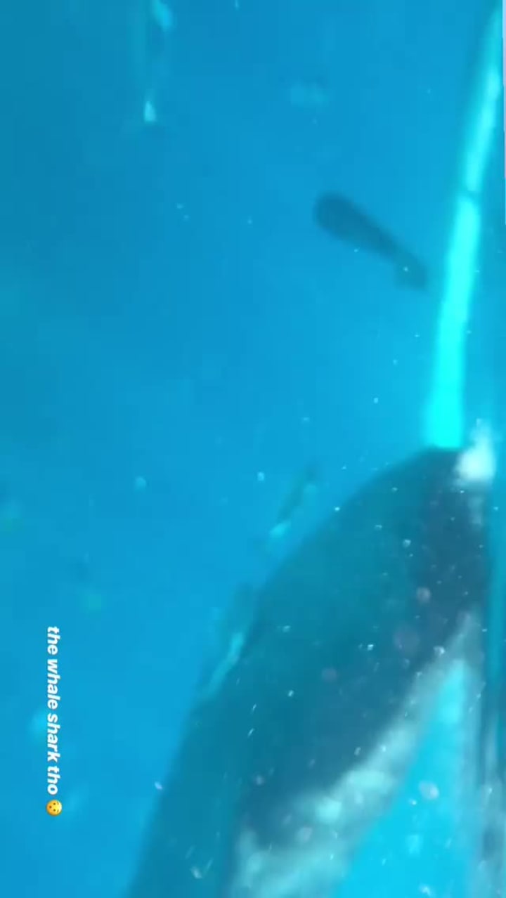 Whale Shark Oslob Tours