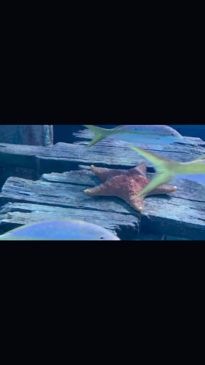 Ripley's Aquarium of Myrtle Beach