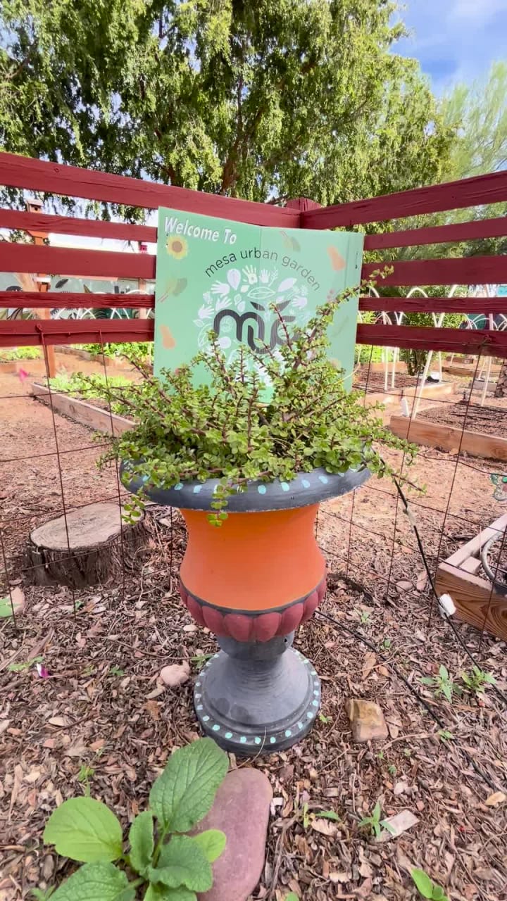 Video review of Mesa Urban Garden