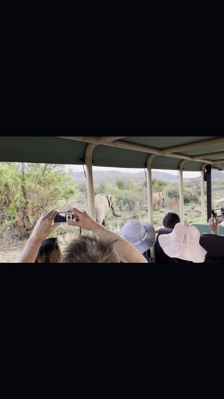 Sun city game drive