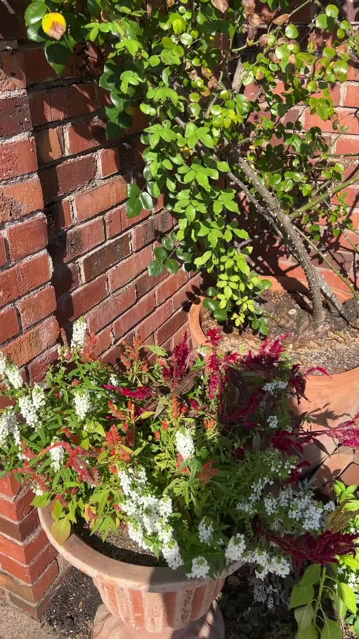 Uminonakamichi Seaside Park (海の中道海浜公園)